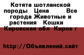 Котята шотланской породы › Цена ­ 40 - Все города Животные и растения » Кошки   . Кировская обл.,Киров г.